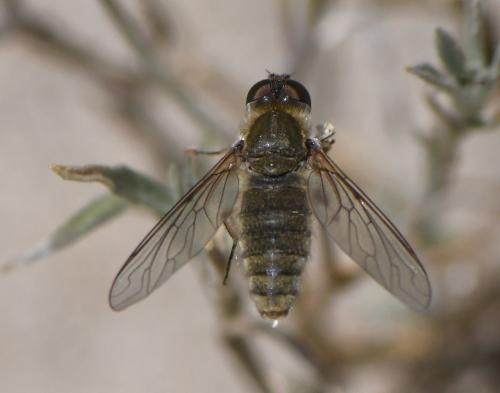 Réf. 284 939 : Petrorossia sp.